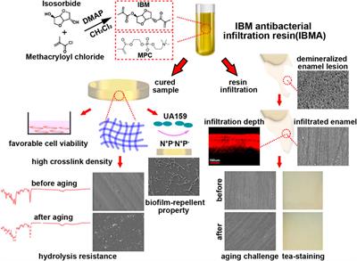 A novel dental infiltration resin based on isosorbide-derived dimethacrylate with high biocompatibility, hydrolysis resistance, and antibacterial effect